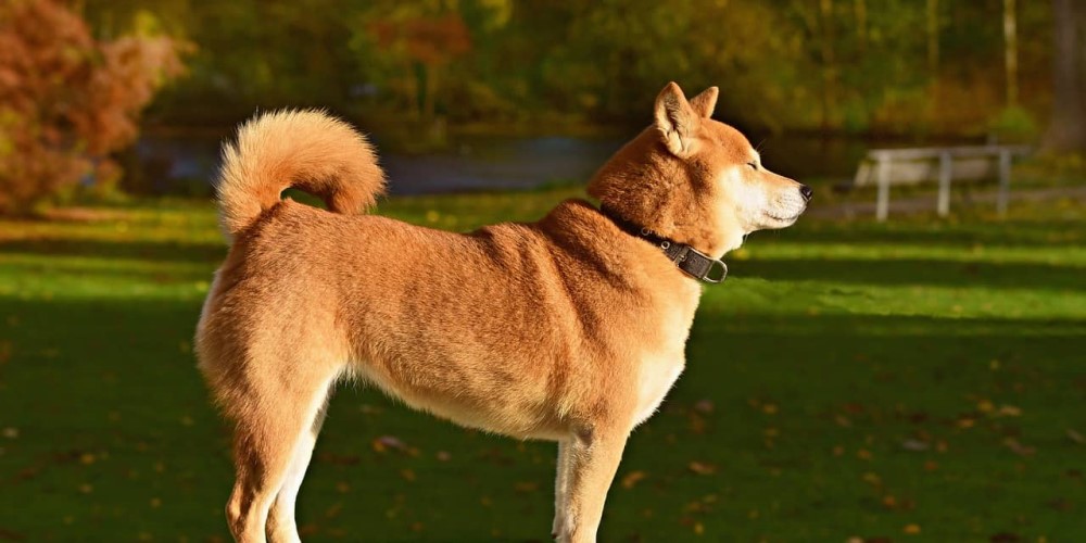 A Beginner’s Guide to Dog Training Collars