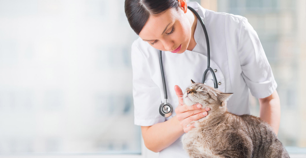 What you need to know about a veterinarian for your pet