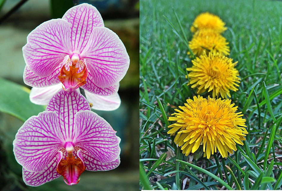 Interesting points about the orchid and dandelion theory