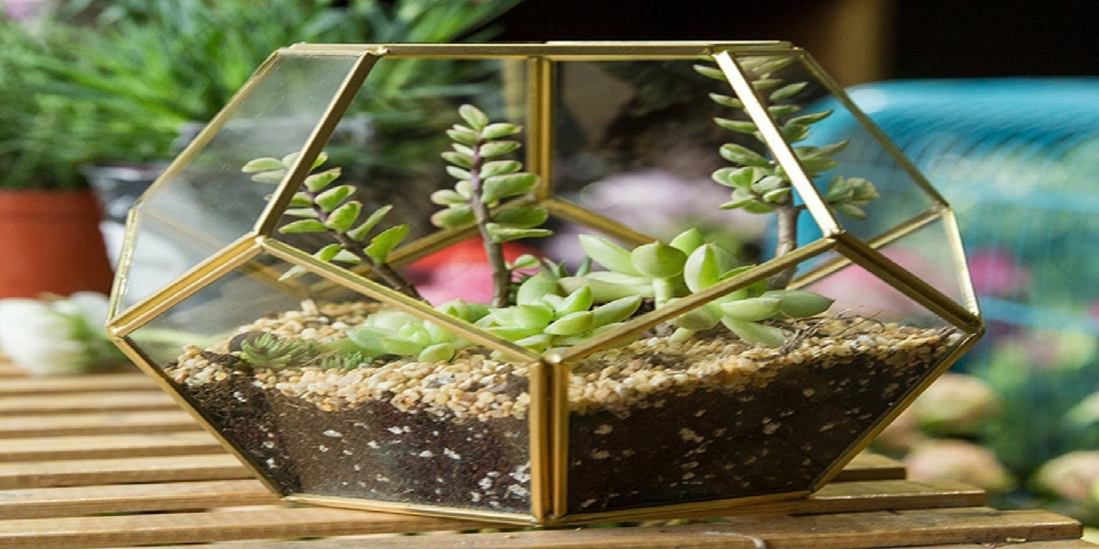 Geometric Terrarium: What Is A Geometric Terrarium, The Types, And Its Benefits