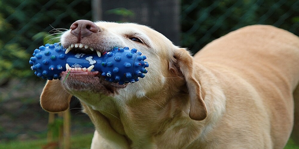 Guidelines to Help You Choose Top Pet Gifts