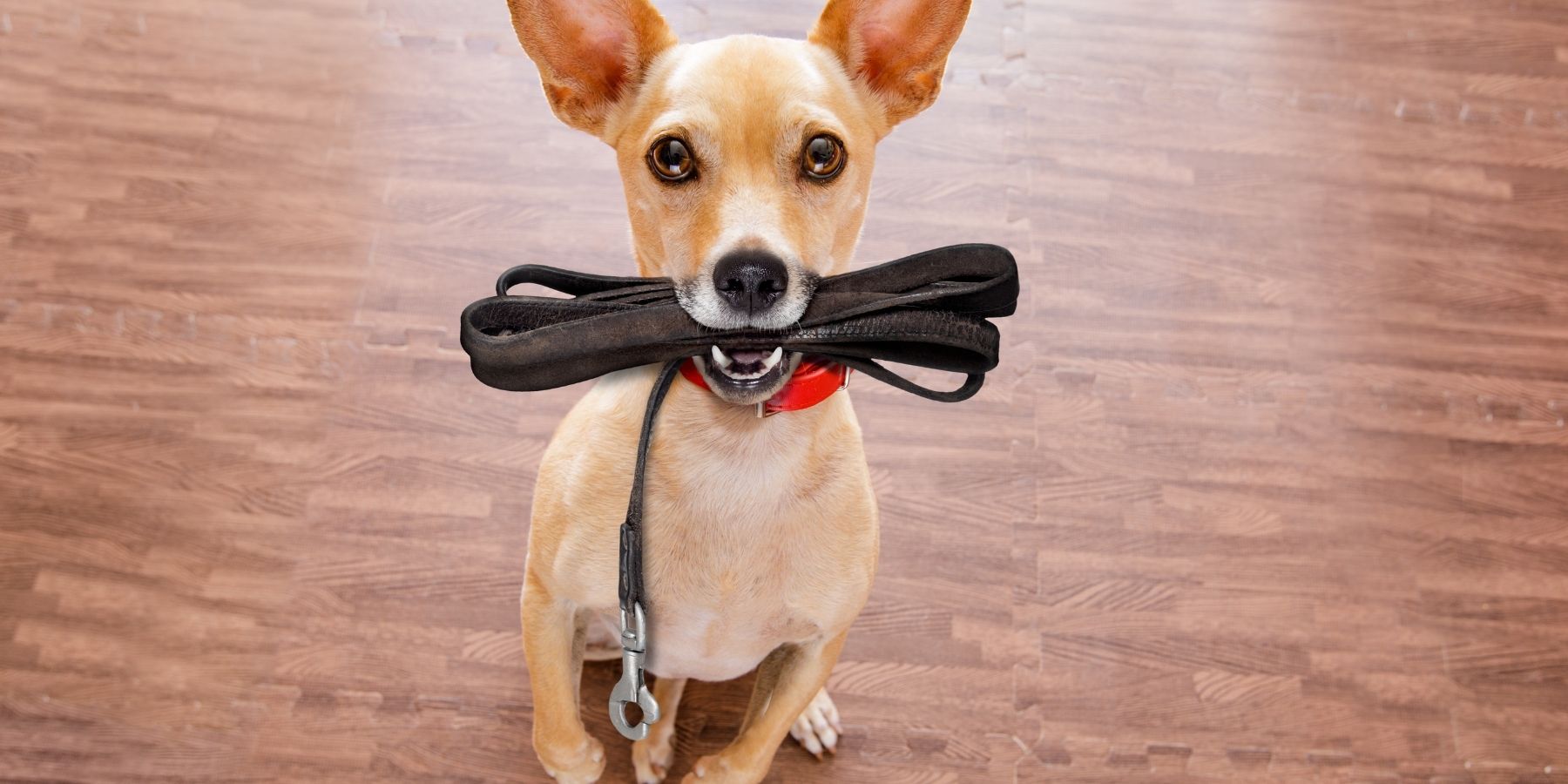 Addressing Behavioral Issues in Leash Training : Behavior Fix