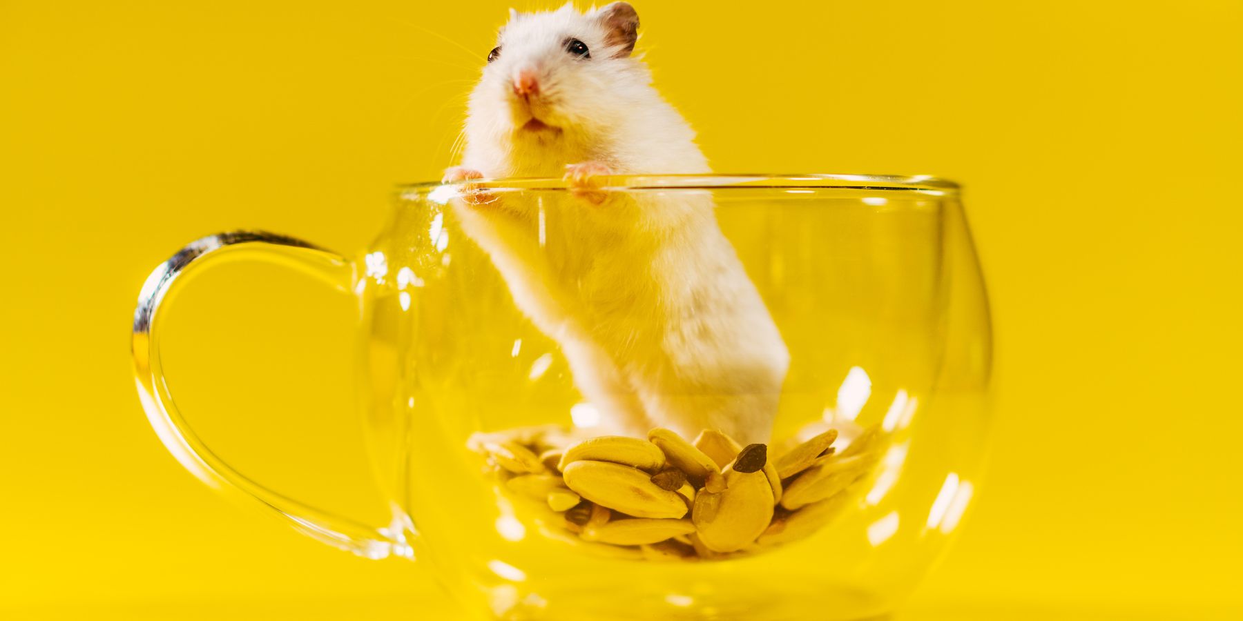 Common Hamster Health Issues and How to Prevent Them