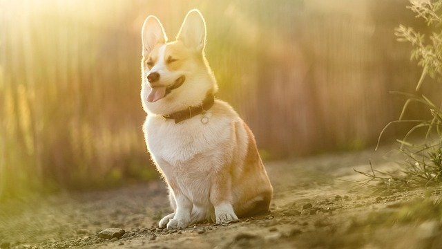 Dog Grooming Supplies Wholesale for Salons, Daycares, and Clinics