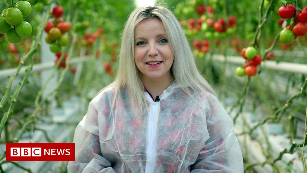 Eco-friendly greenhouses grow food with waste heat