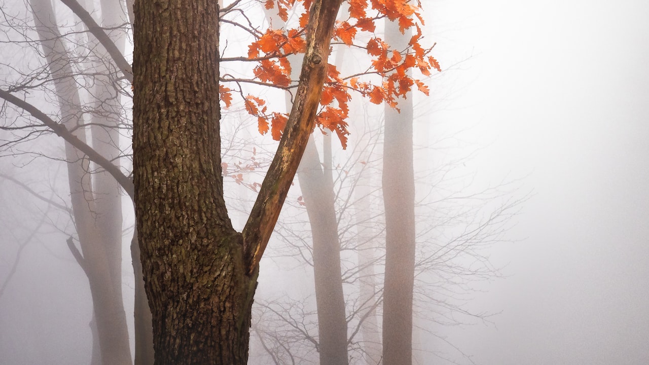 Mist Fans: Essential Equipment for Summer and Its Benefits