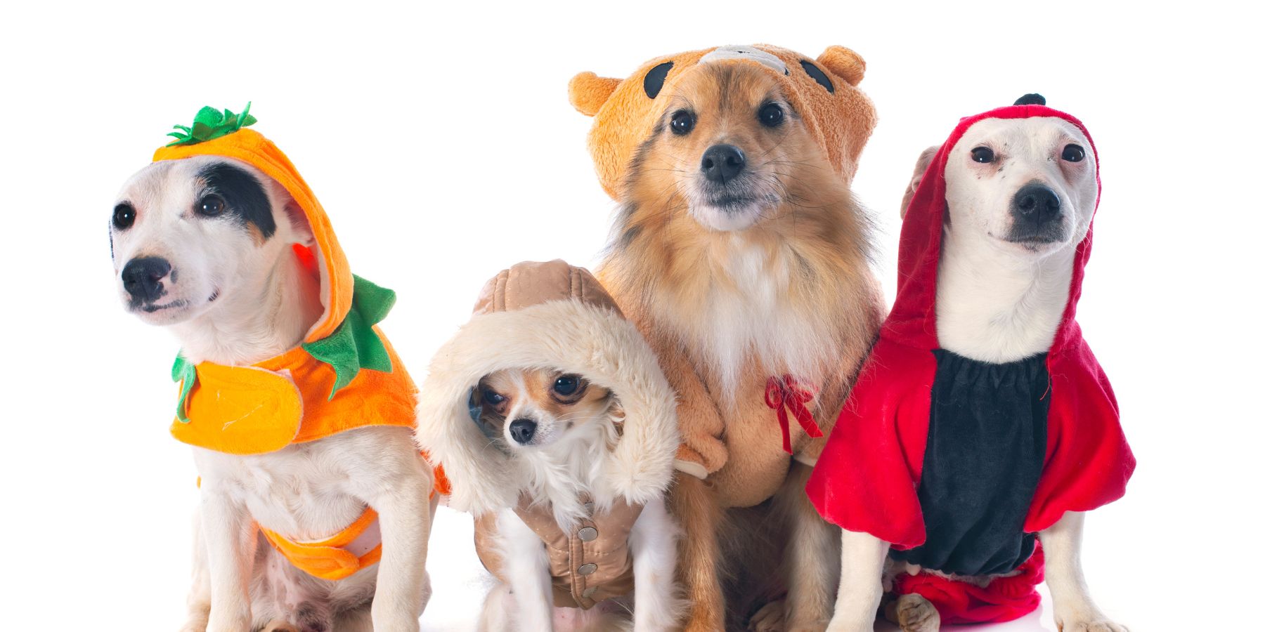 Simple Guide to Dressing Your Dog