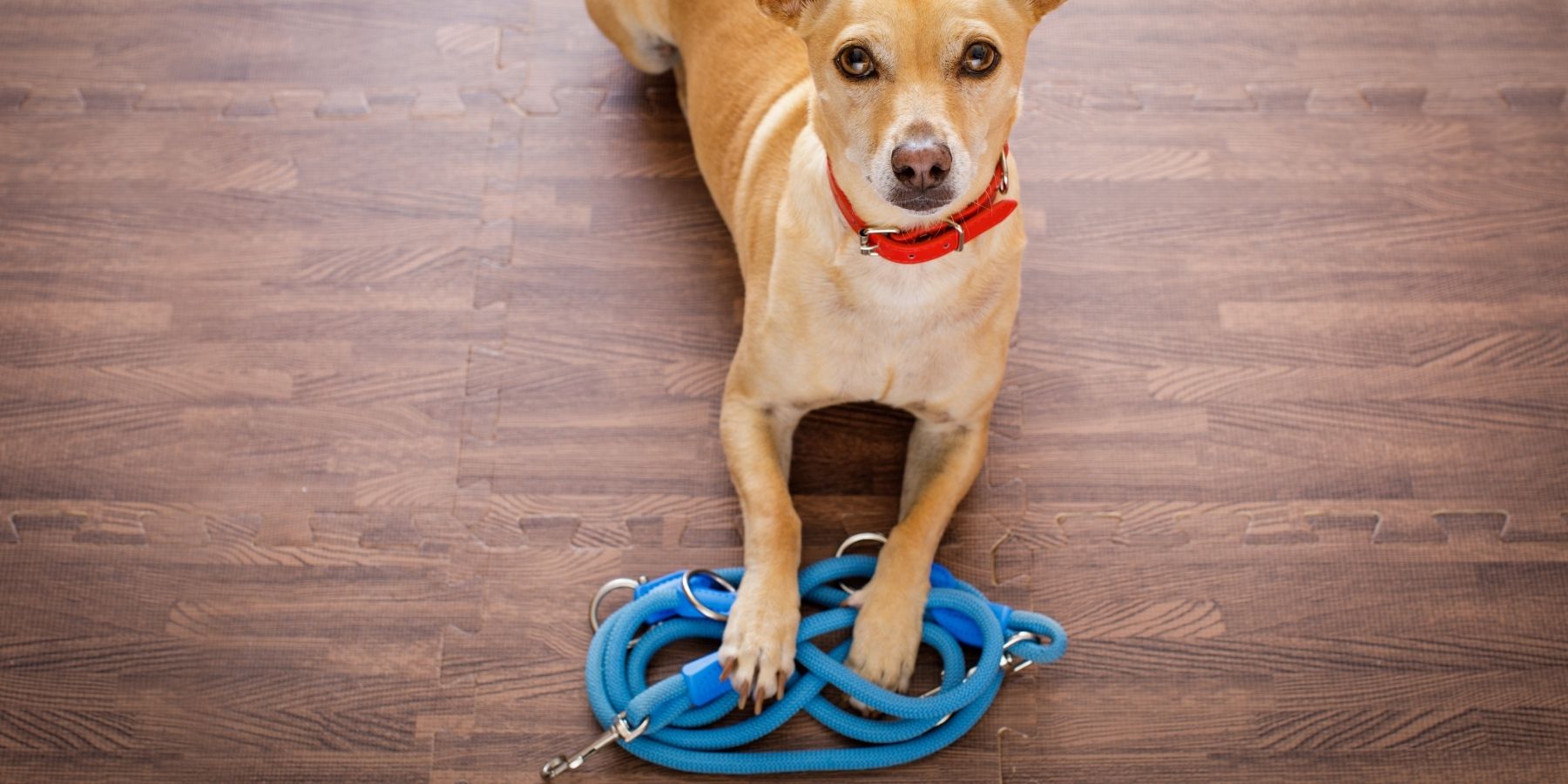 What Age is Best for Puppy Leash Training? : Know When