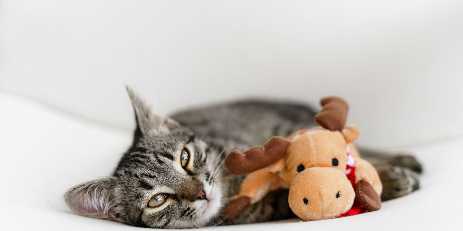 How to Train Your Cat to Fetch Doves – A Simple Guide