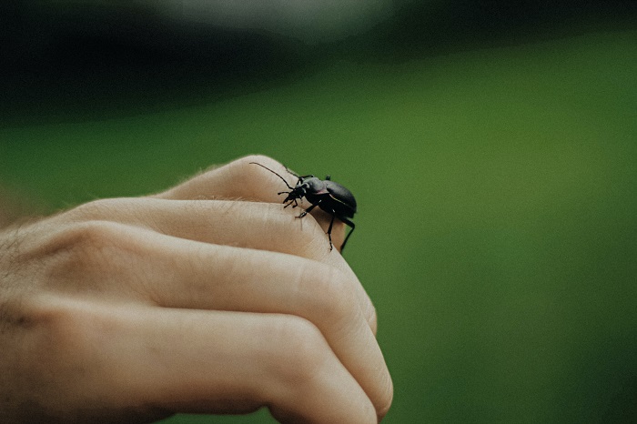 Can bug repellent bracelets keep bugs at bay when you’re hanging out with your pets?