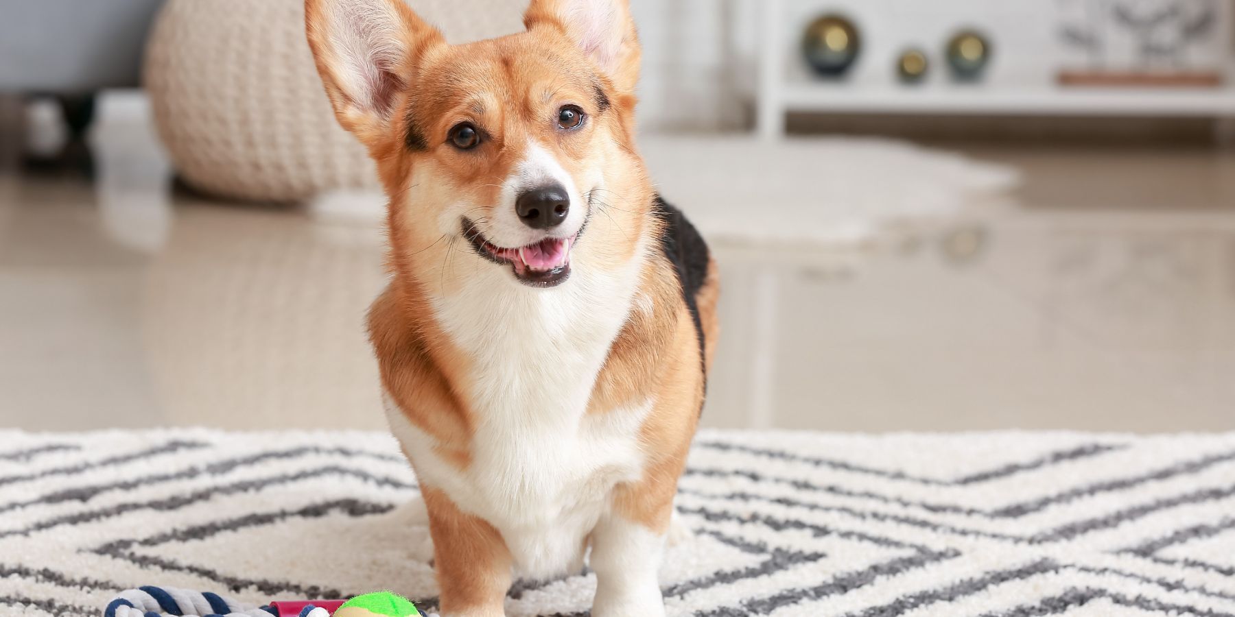 Do Vets Recommend Collars or Harnesses?