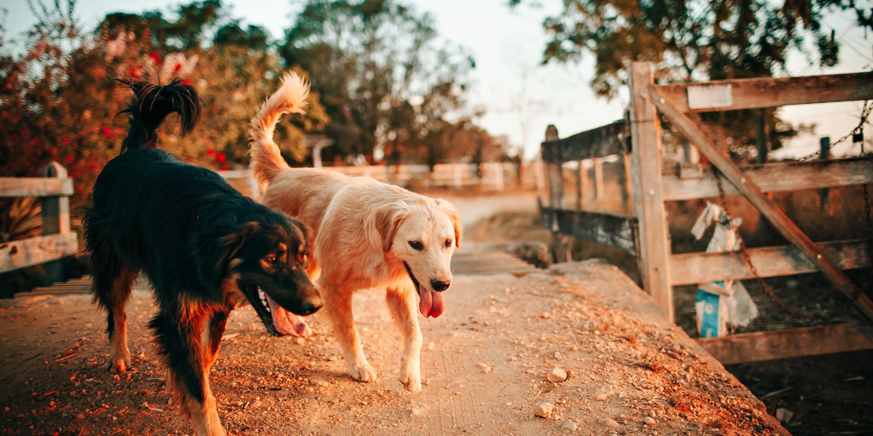 7 Natural Solutions for Hypothyroidism in Dogs