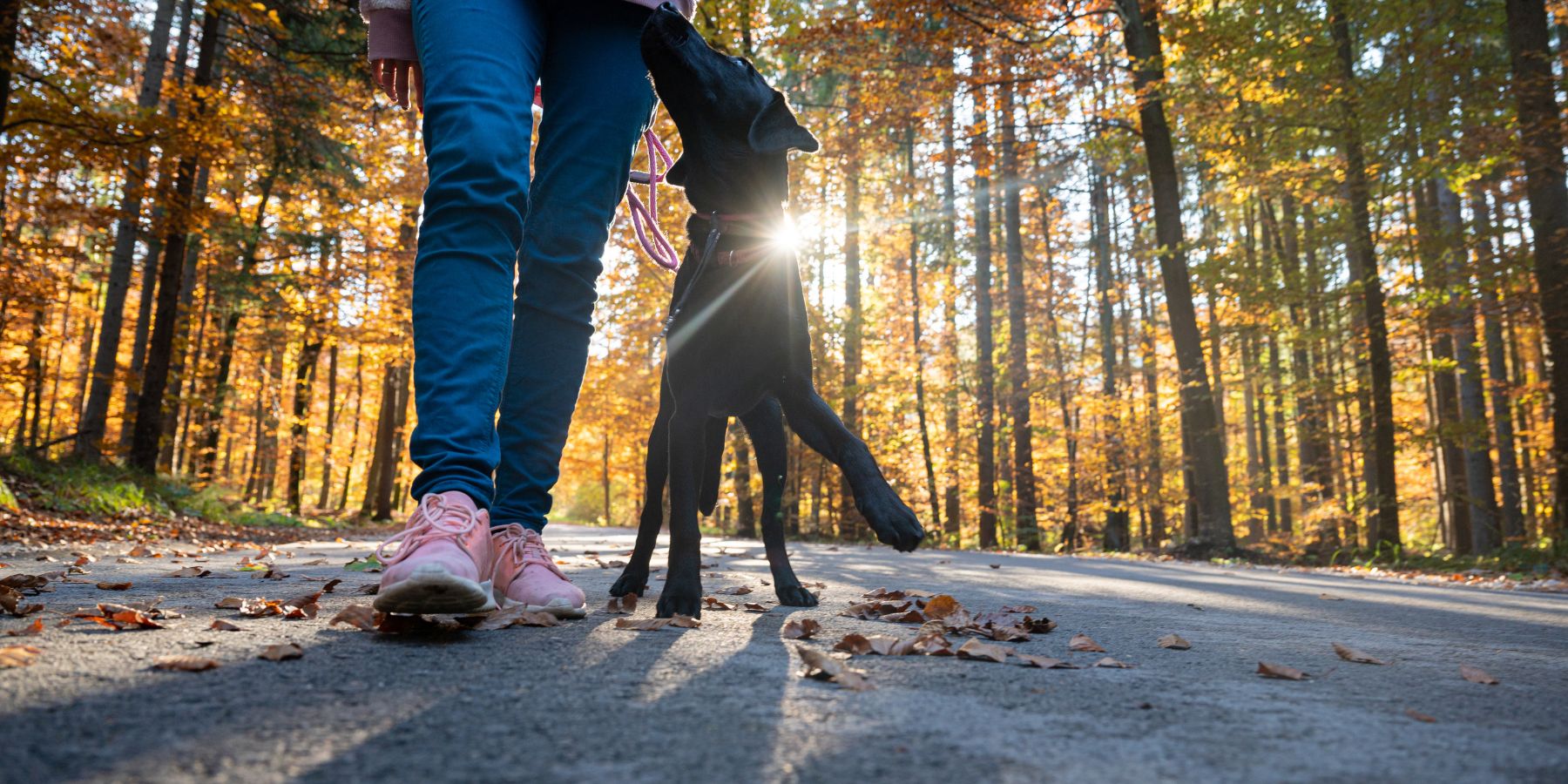 How to Train a Dog to Heel?