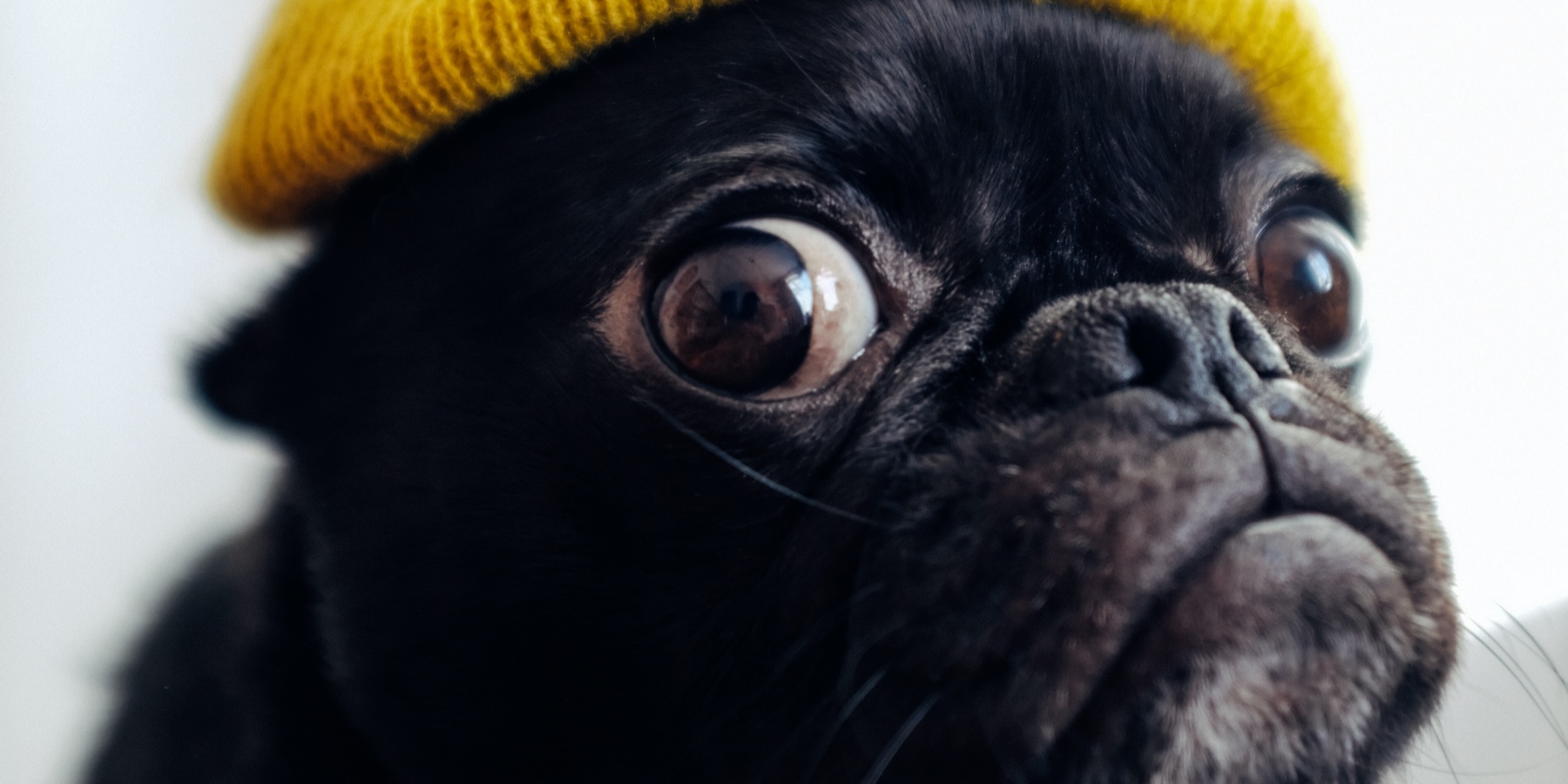 Can Dawn Dish Soap Kill Ticks on Dogs?