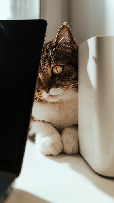Keeping Rust Away from Your Metal Cat Water Fountain