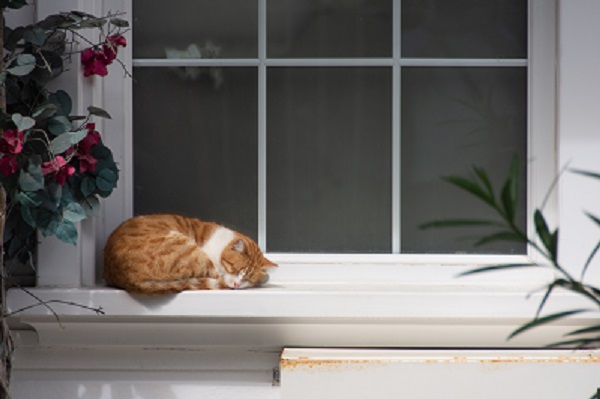 When to Ditch Your Worn-Out Cat Cave