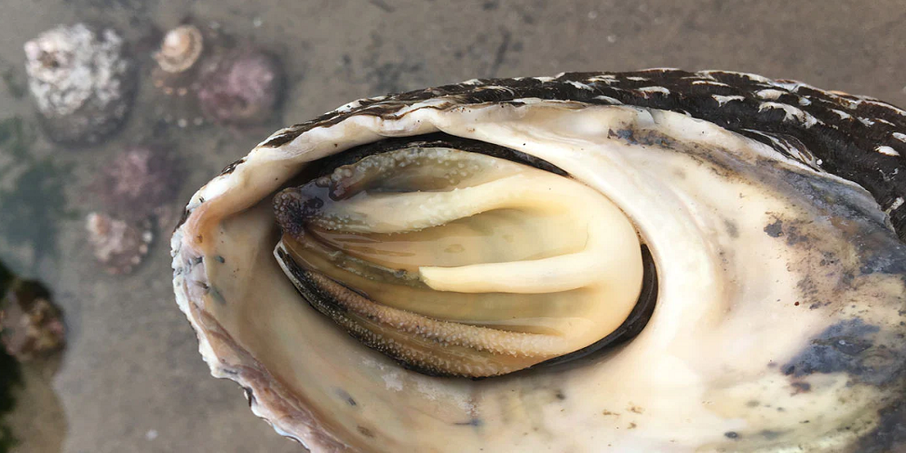 Interesting Facts about Operculum Shell