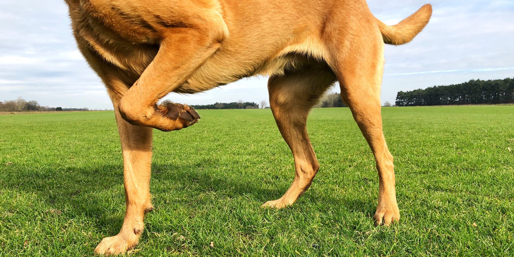 Decoding Bowleggedness in Dogs: Unveiling Causes and Prevention Strategies