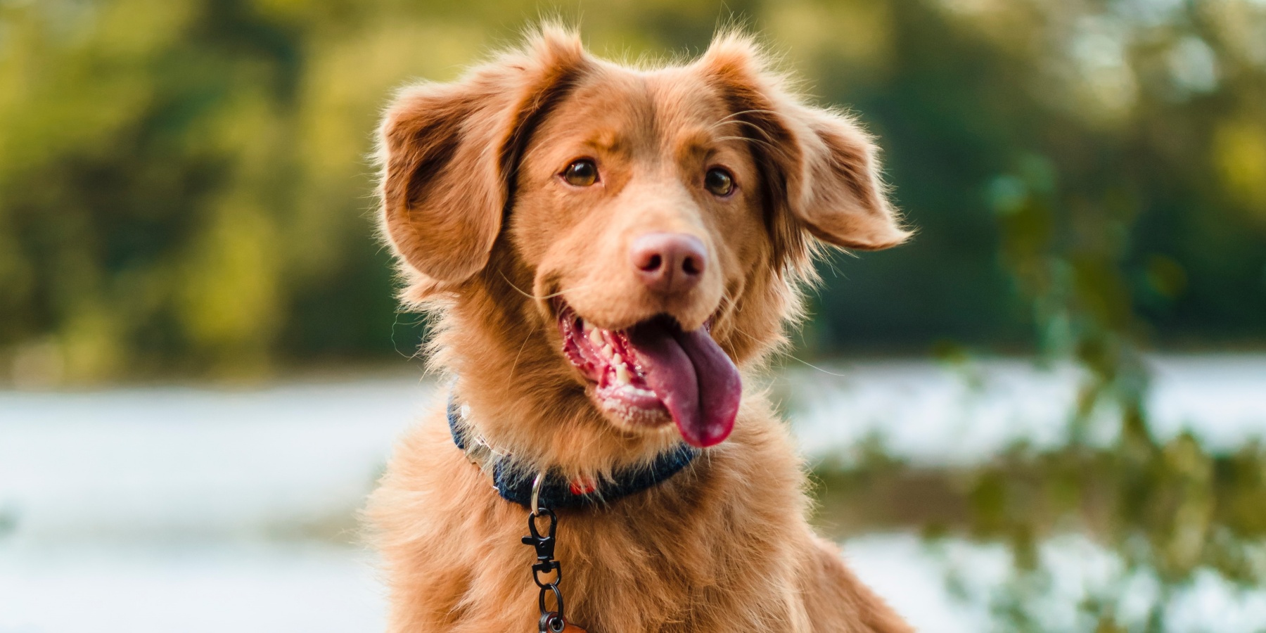 Bell Train a Dog: The Principle