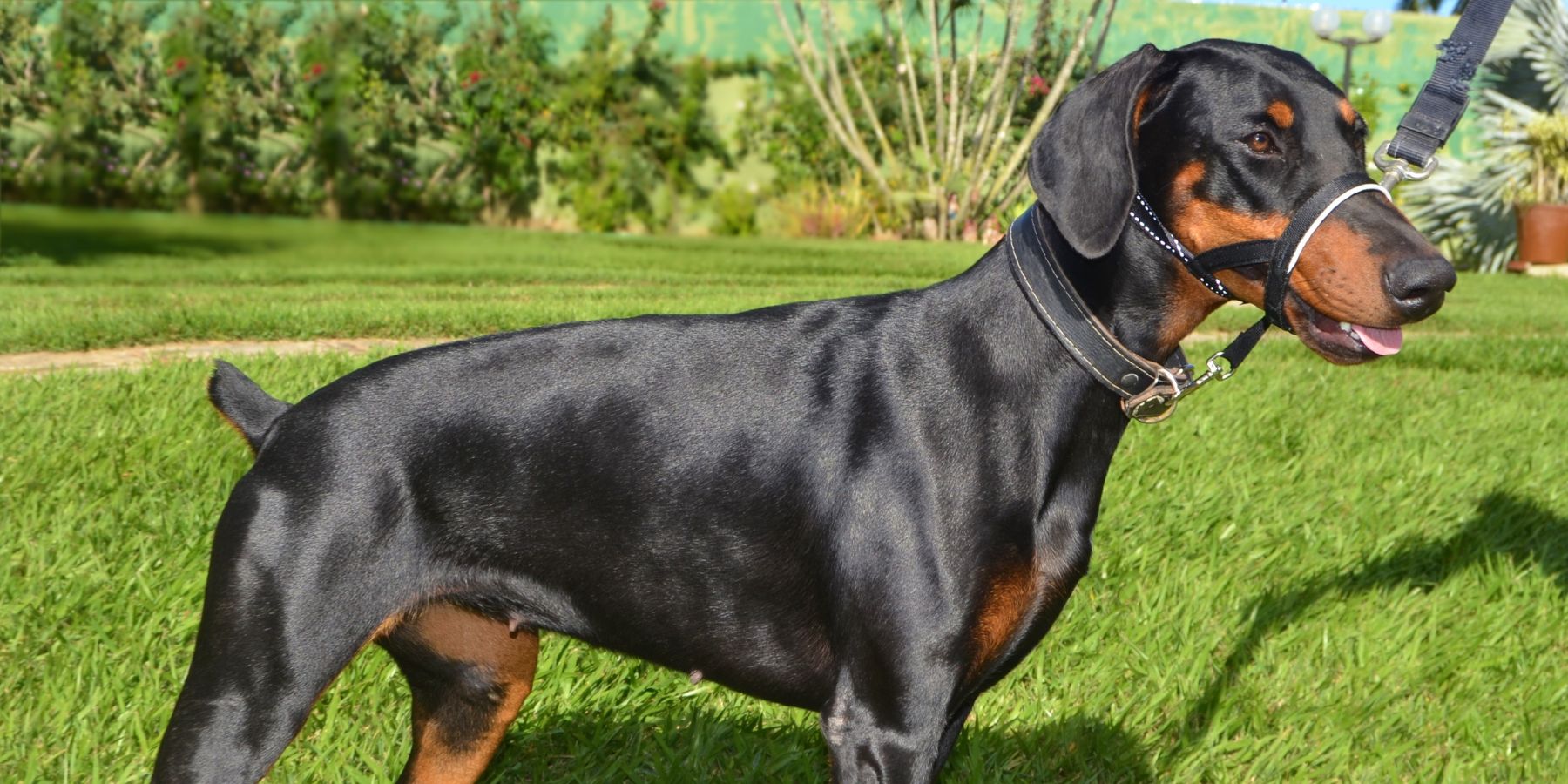 Nipping Issues in the Bud: A Dog’s Tale of Mastering the Head Halter