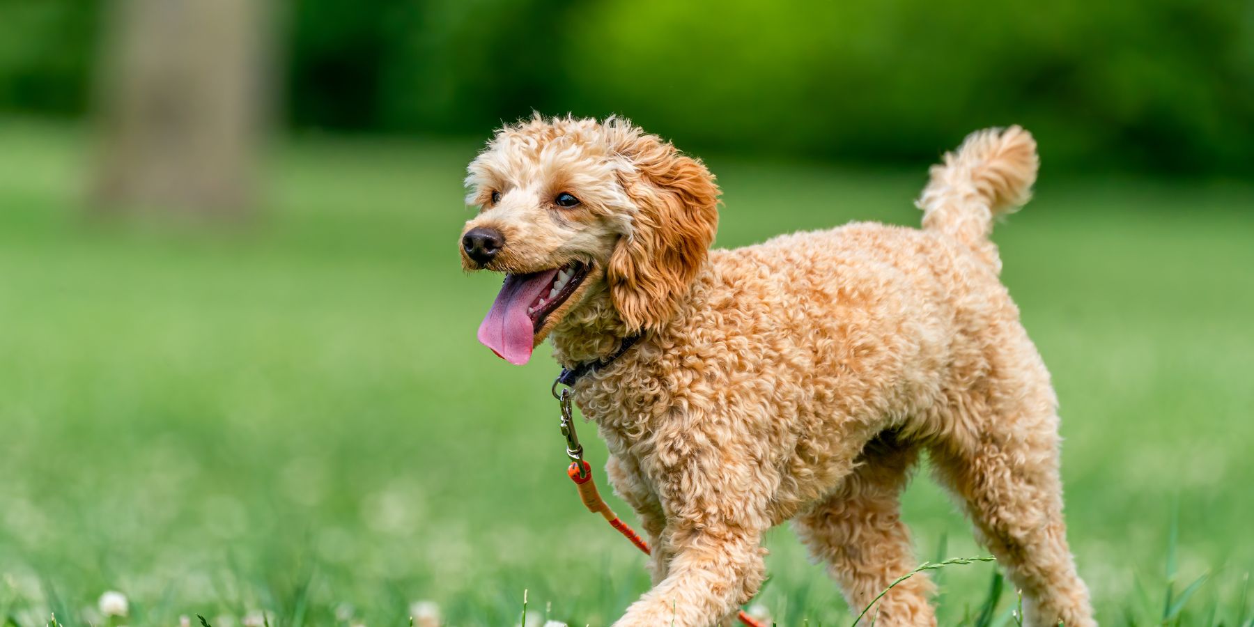 Guide to Raising Your Puppy