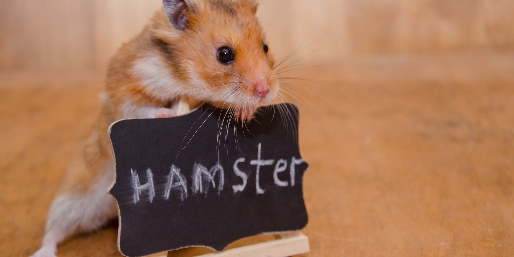 How to Introduce New Foods to Your Hamster