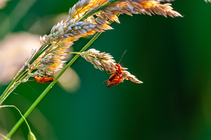 Why do bug bracelet clasps sometimes give up?