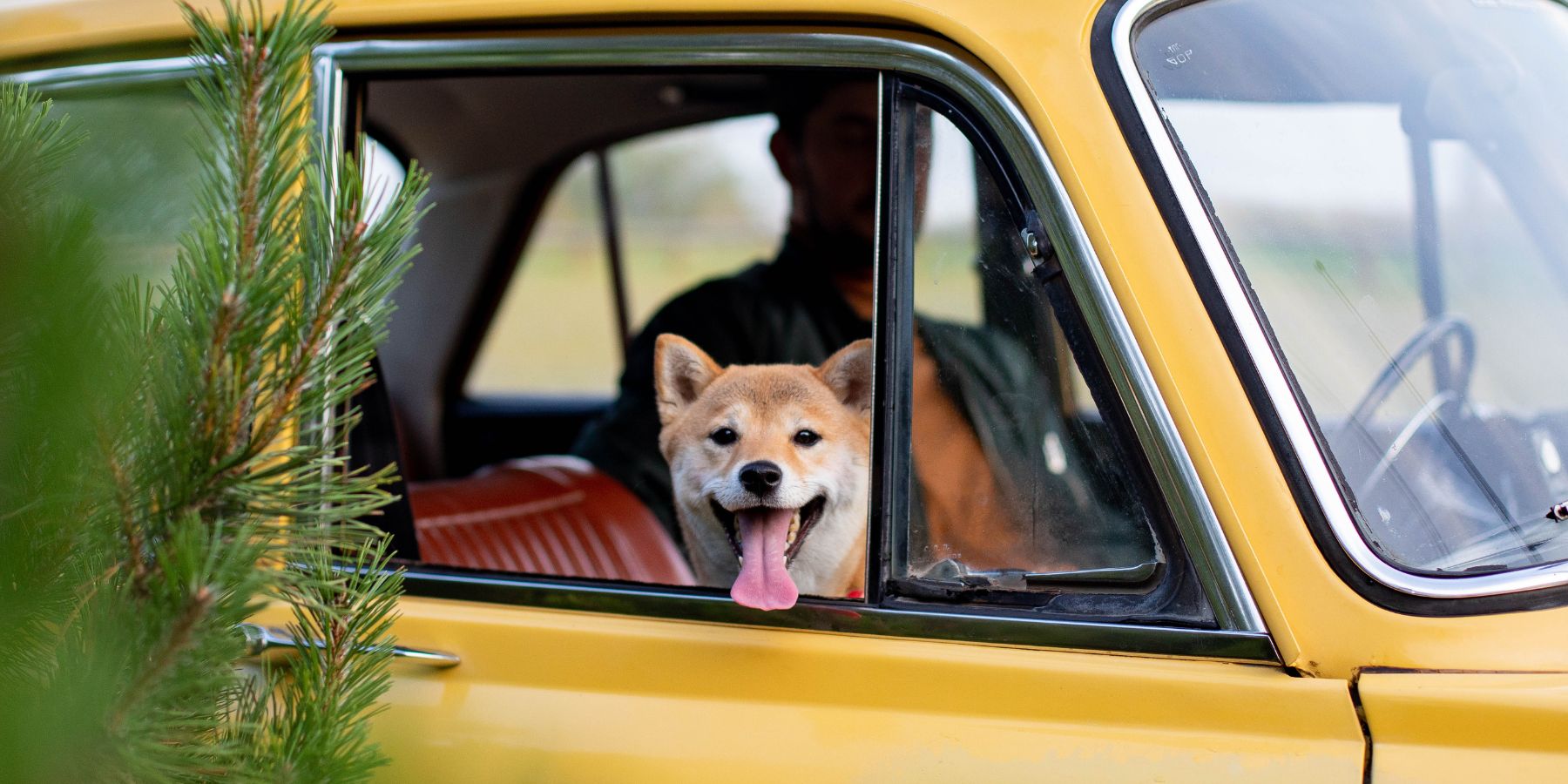 How to Keep Your Dog Safe in the Car