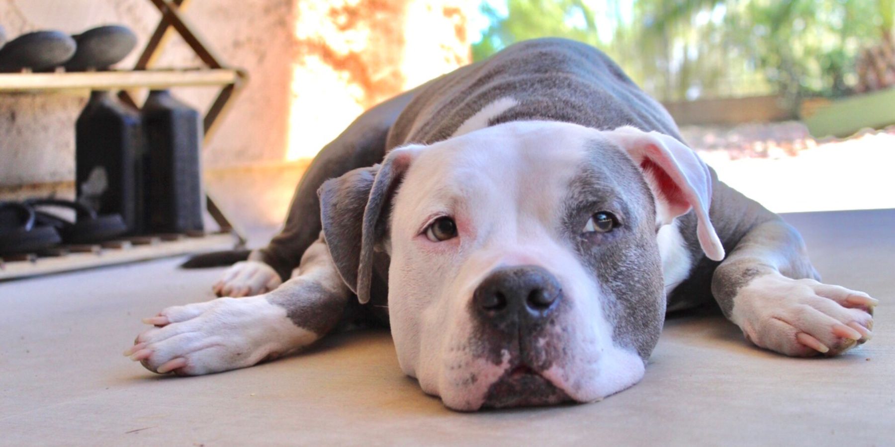 Why Doesn’t My Dog Want to Walk – Causes and Solutions