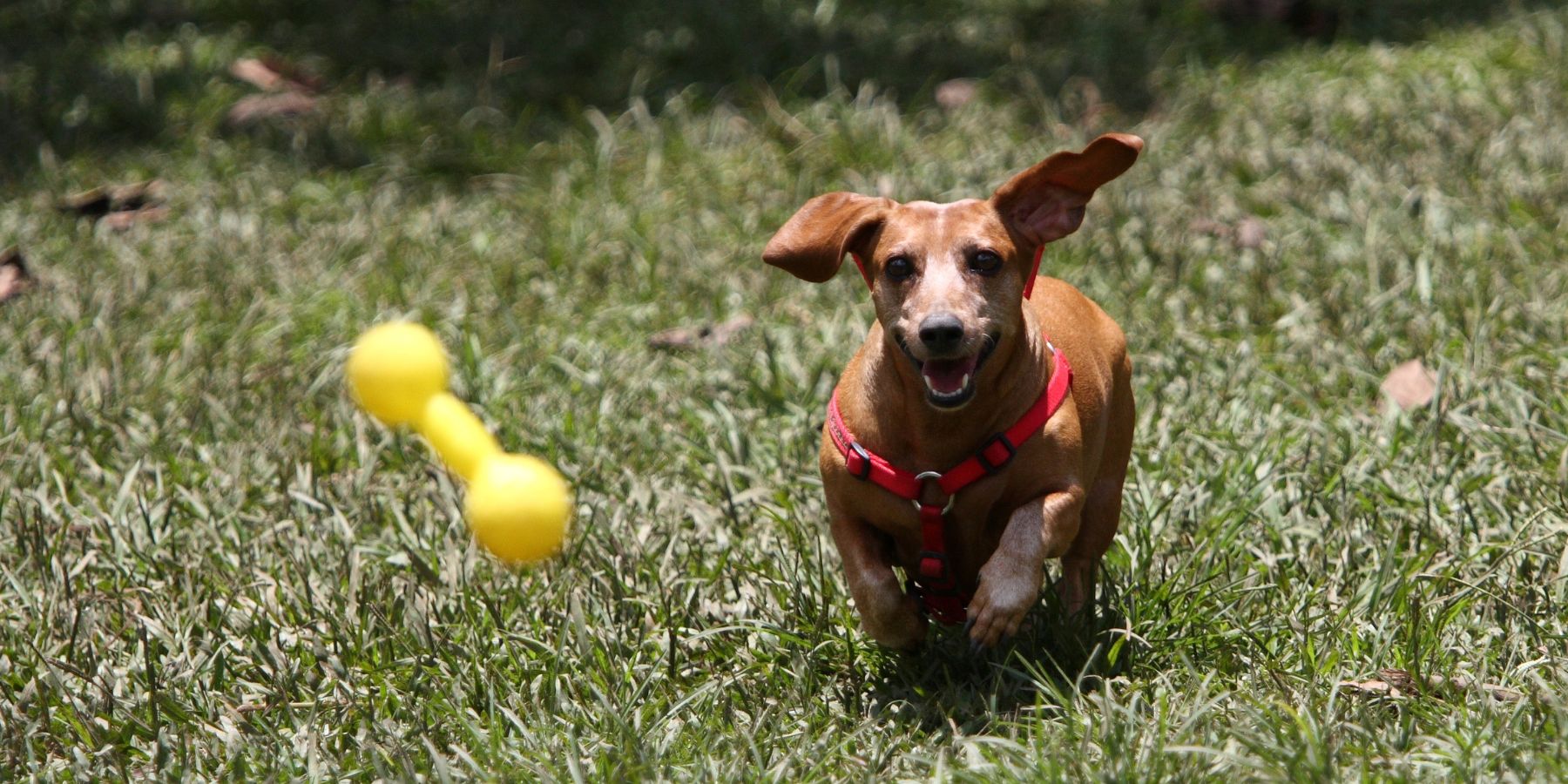 Must Toys for Your Energetic Dogs