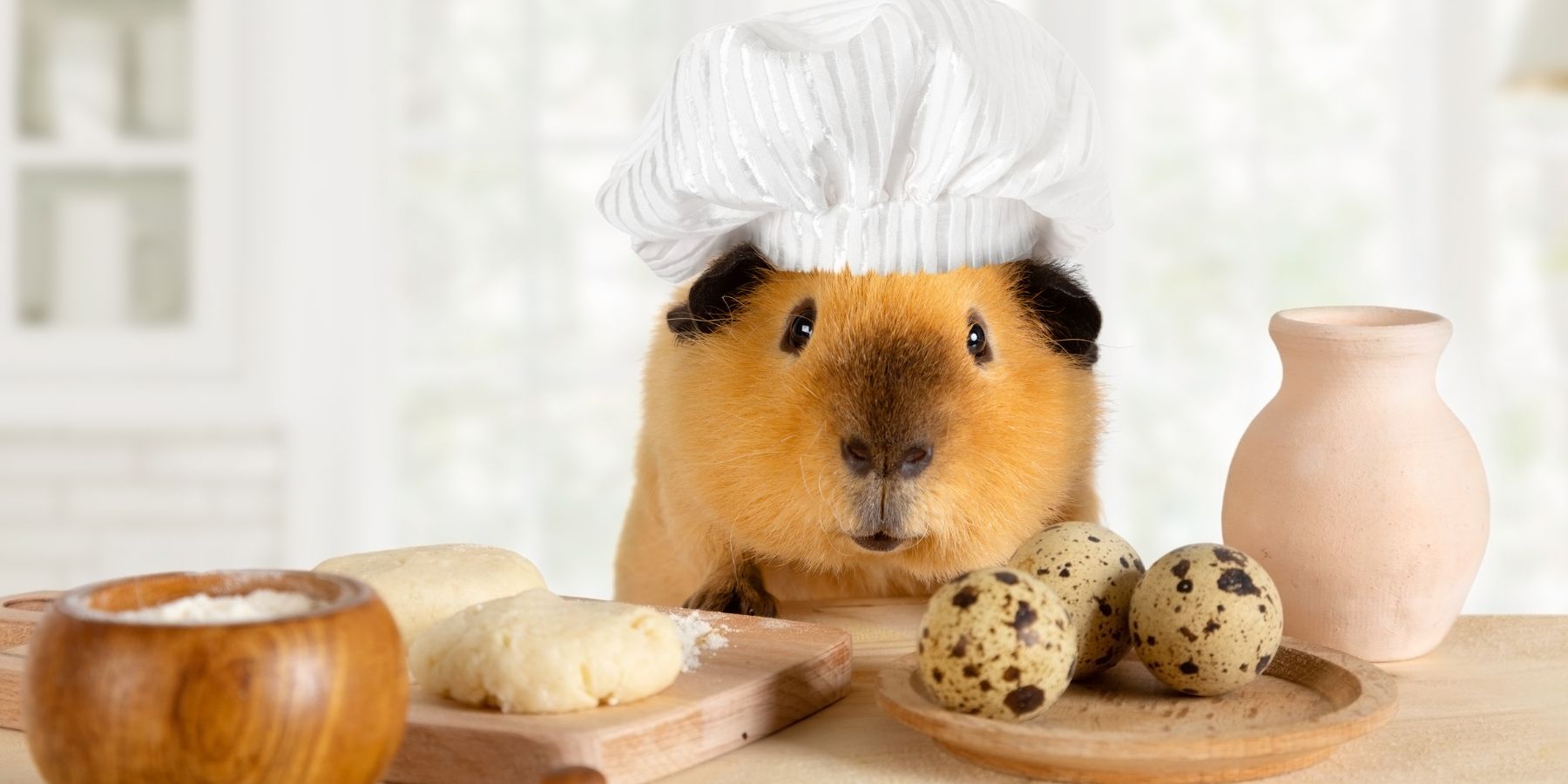 Which Small Pet Is Best for You?