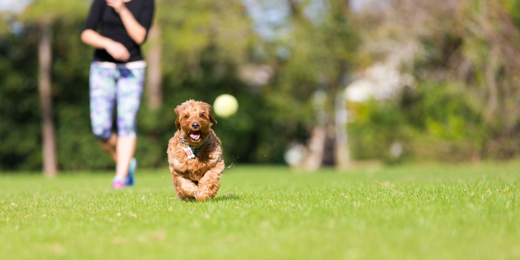 Why Do Dogs Like to Play Fetch?
