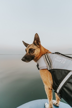 Distinguishing Between Dog Boat Ramps and Dog Ladders: A Comparative Analysis