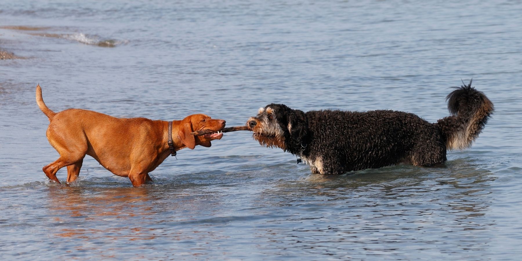Why Do Dogs Growl When Playing Tug Of War