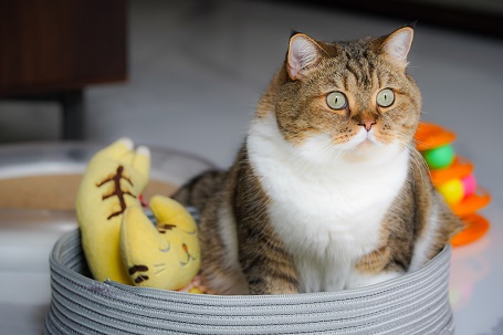 Versatile Tactical Cat Harness: Ideal for Outdoor Adventures and Everyday Strolls