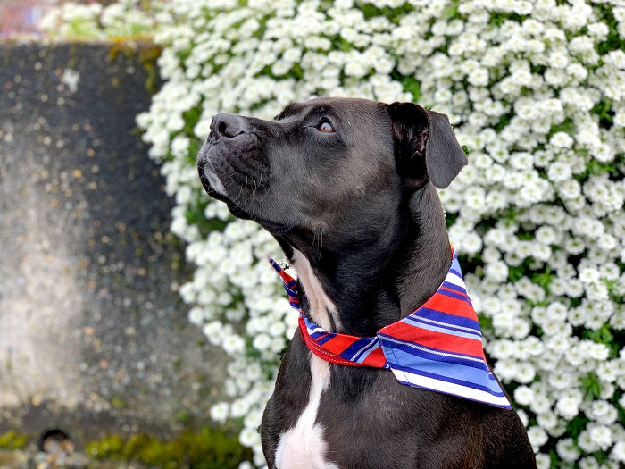 When to Use Multiple Reflective Strips on Tactical Dog Harnesses?