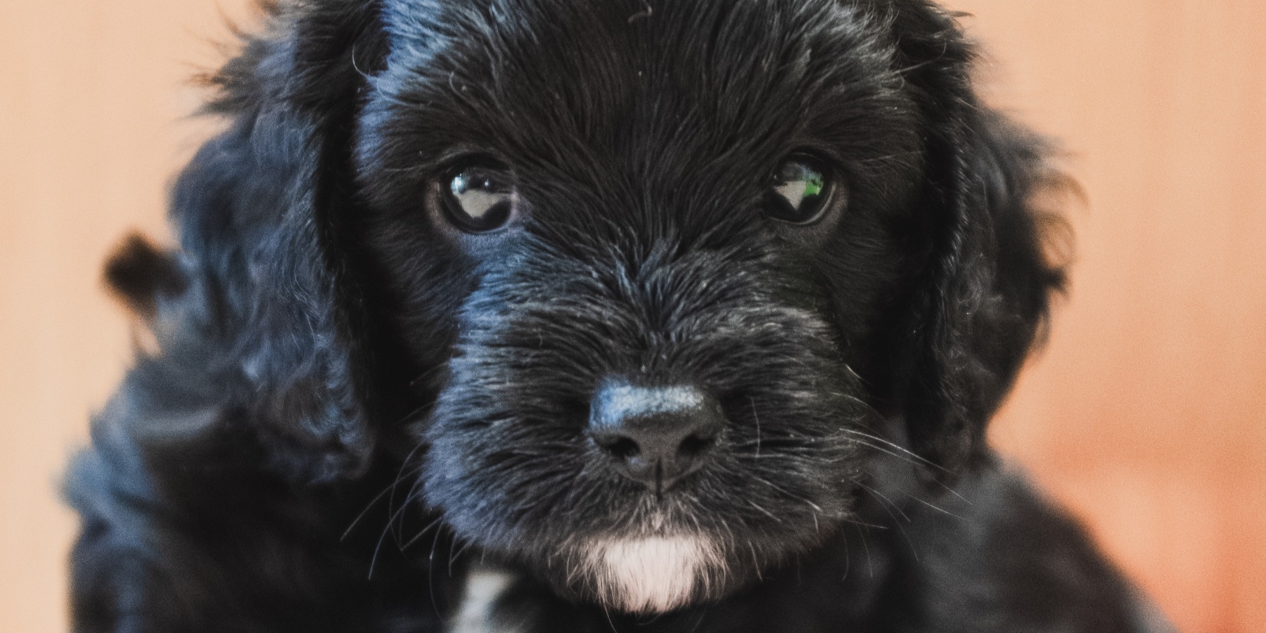 The Benefits of a Grooming Guide for Cavoodles