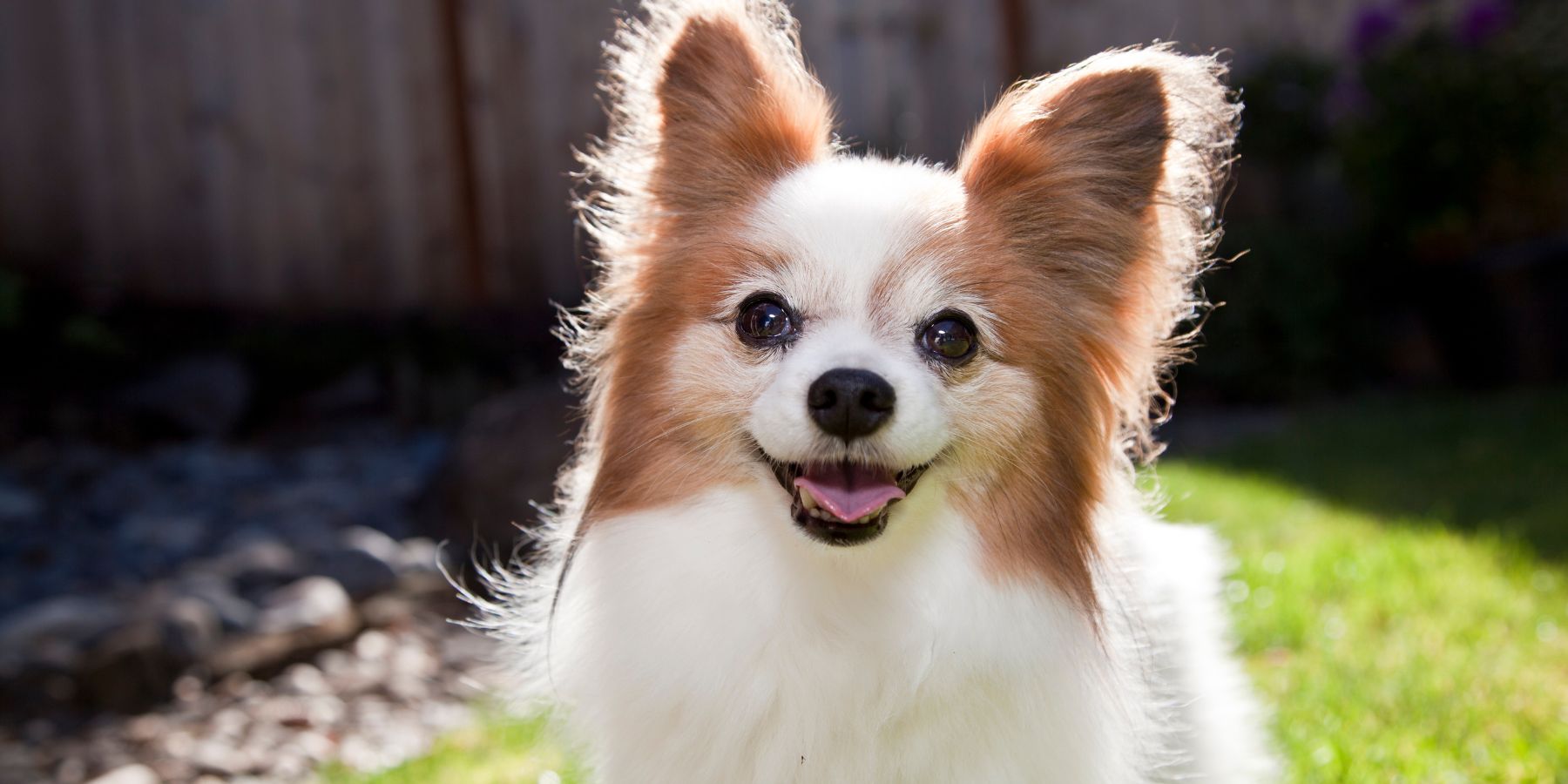 The Ultimate Guide to Dog Harness Materials