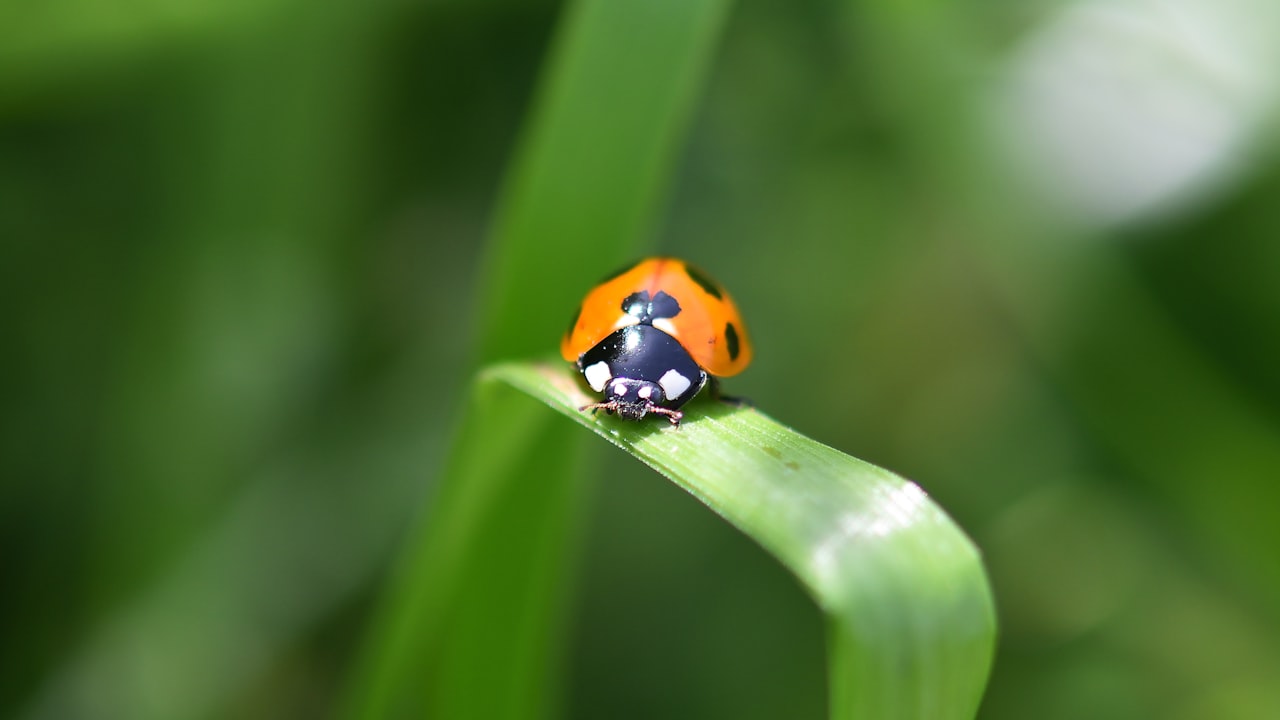 Essential Details You Should Know About Small Pellet Mills