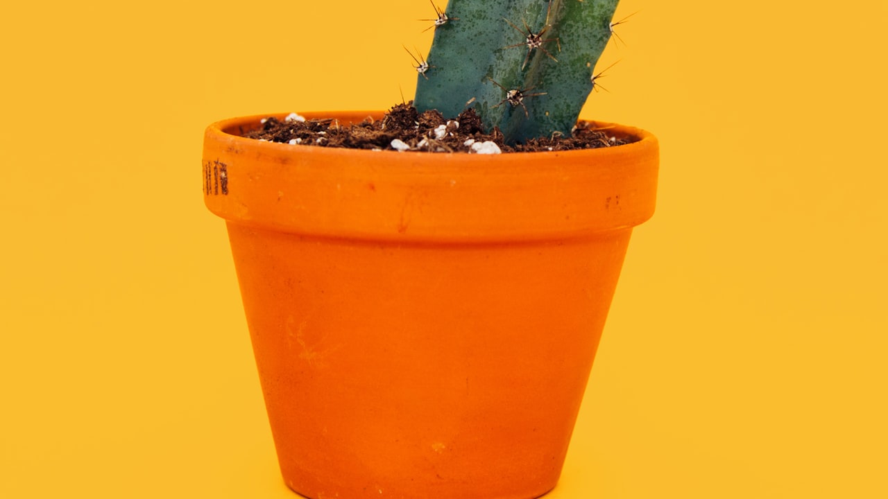 How to Choose the Right Pot for Your Plant