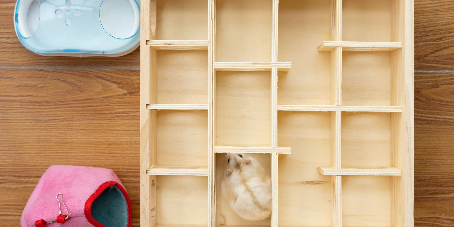 Hamster Nutrition: What Foods to Avoid