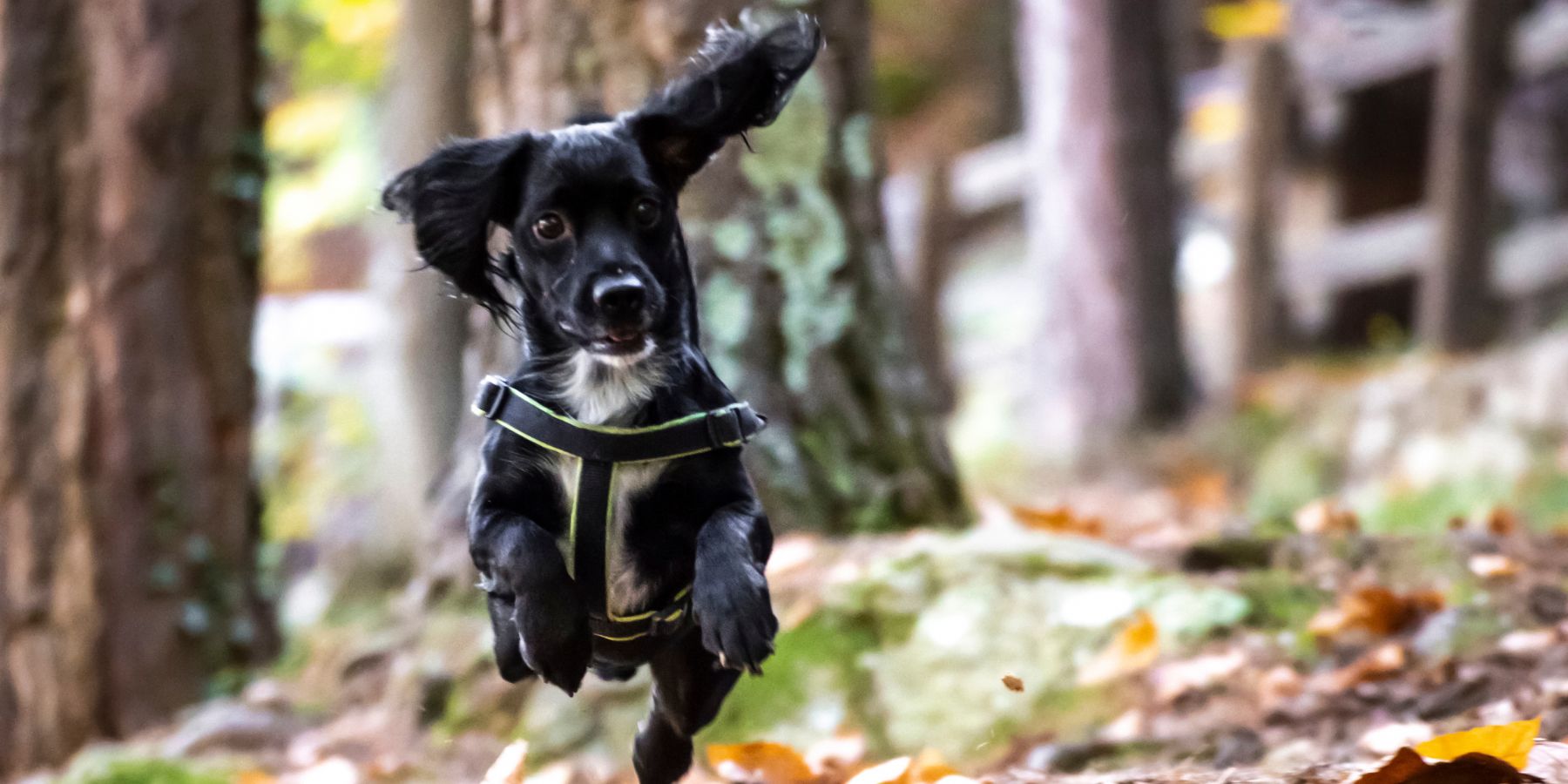 How to Teach Your Dog Not to Jump Up