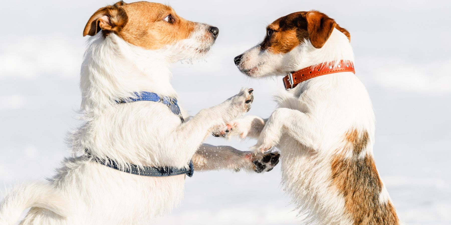 Collar Vs. Harness – Why Your Dog Needs Both