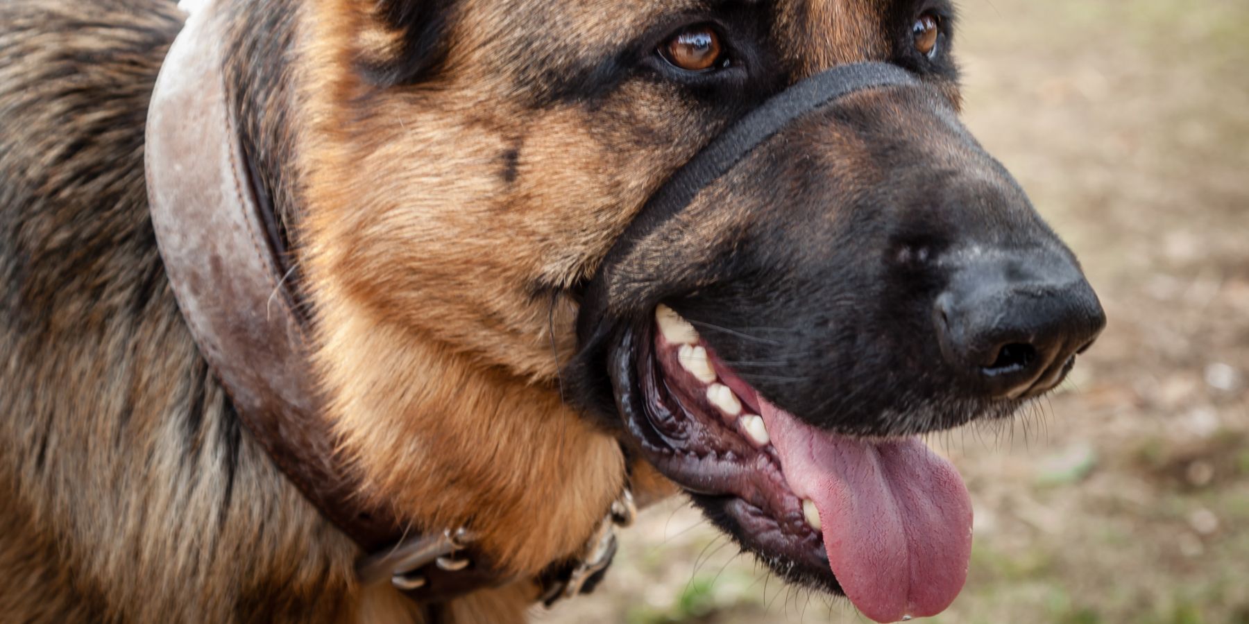 Mastering Dog Training with a Head Halter: A Canine Companion’s Journey