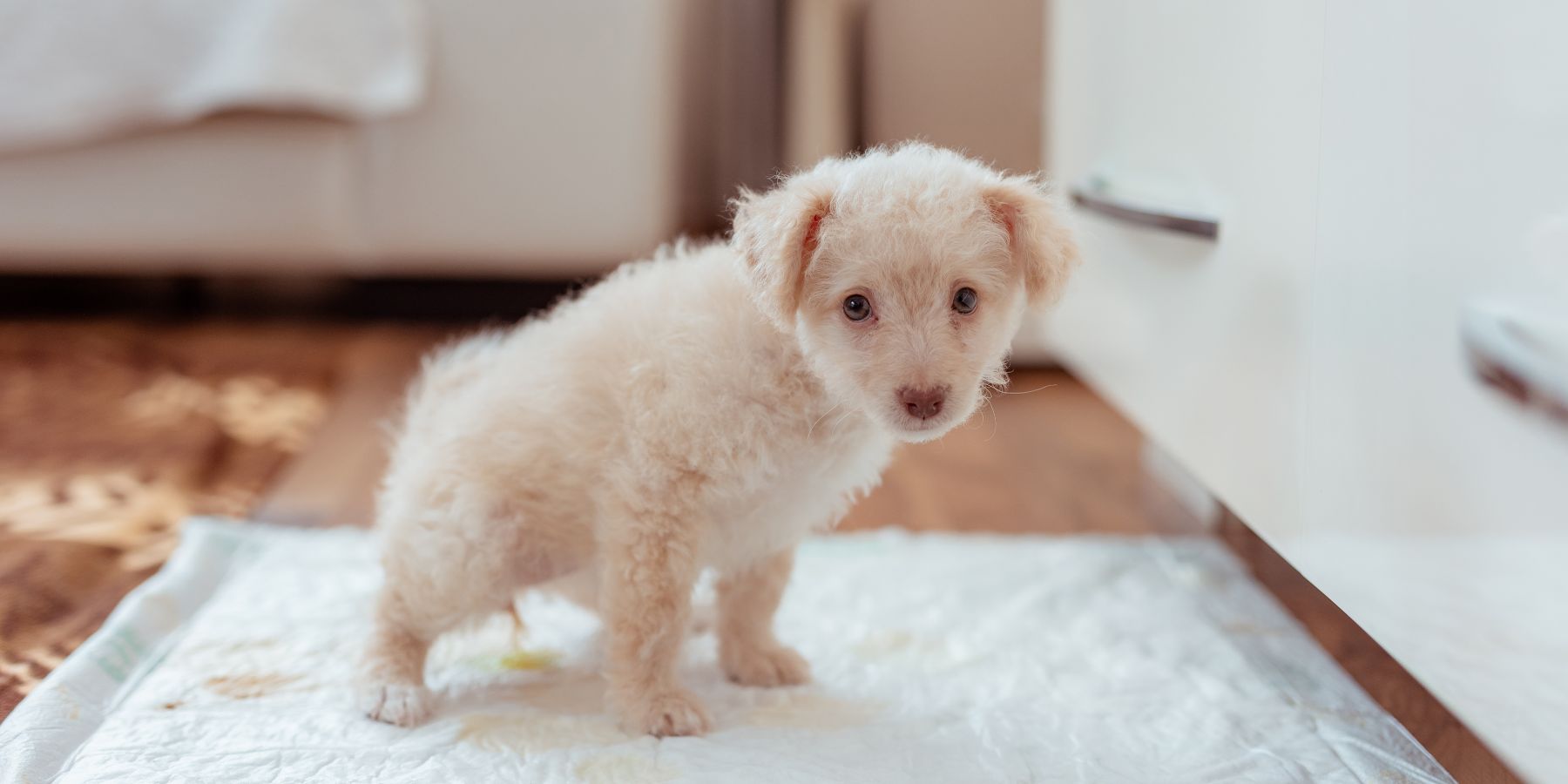 When Dark Yellow Signals Potential Health Issues