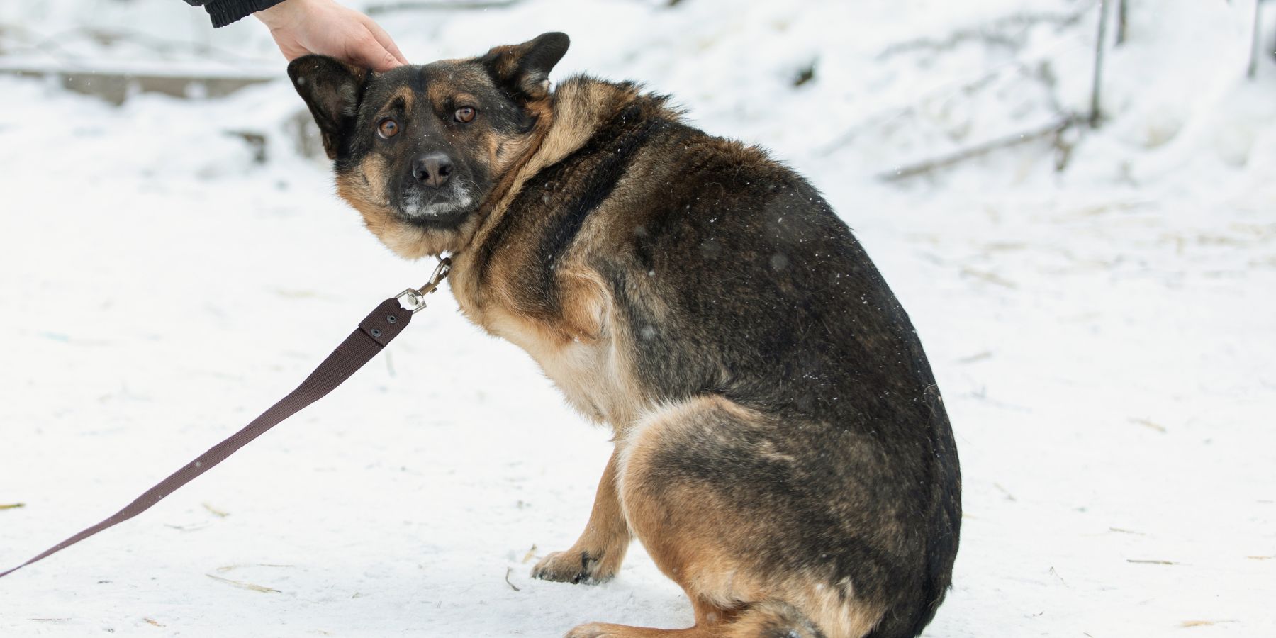 A Comprehensive Guide to Treating Bowleggedness in Dogs