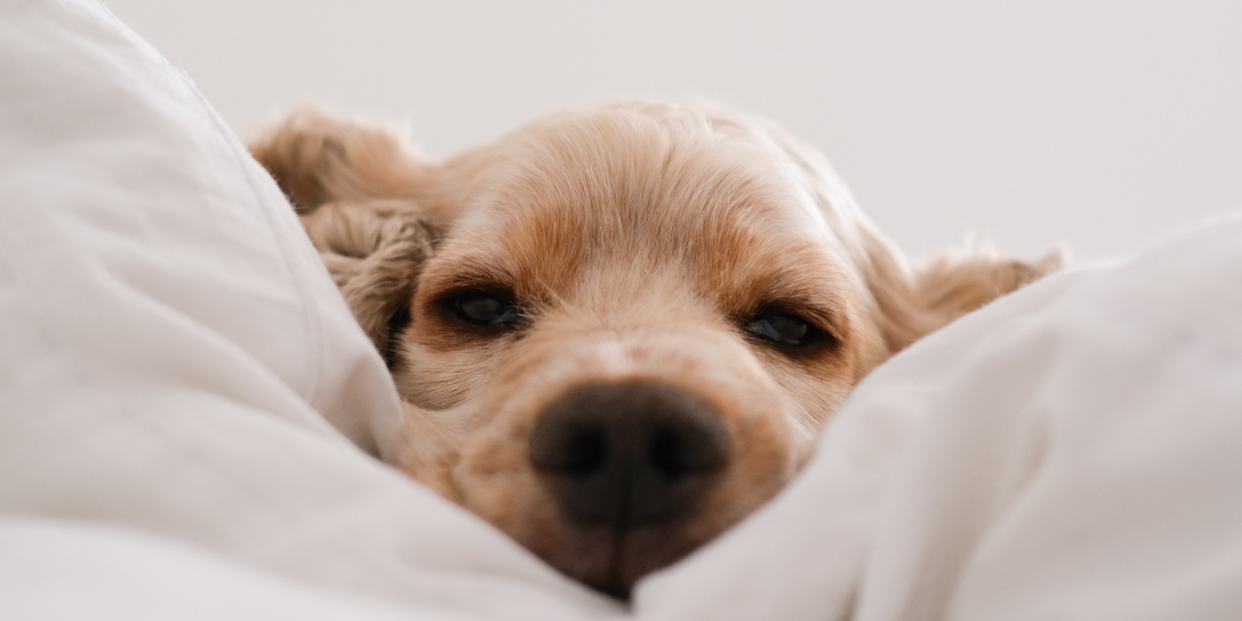 Do dog sleep positions correlate with their activity levels?