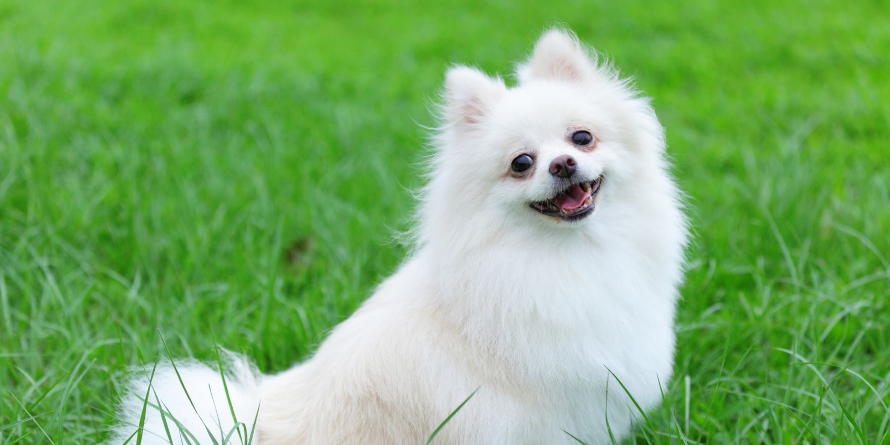 Hiking with Your Dog Essentials