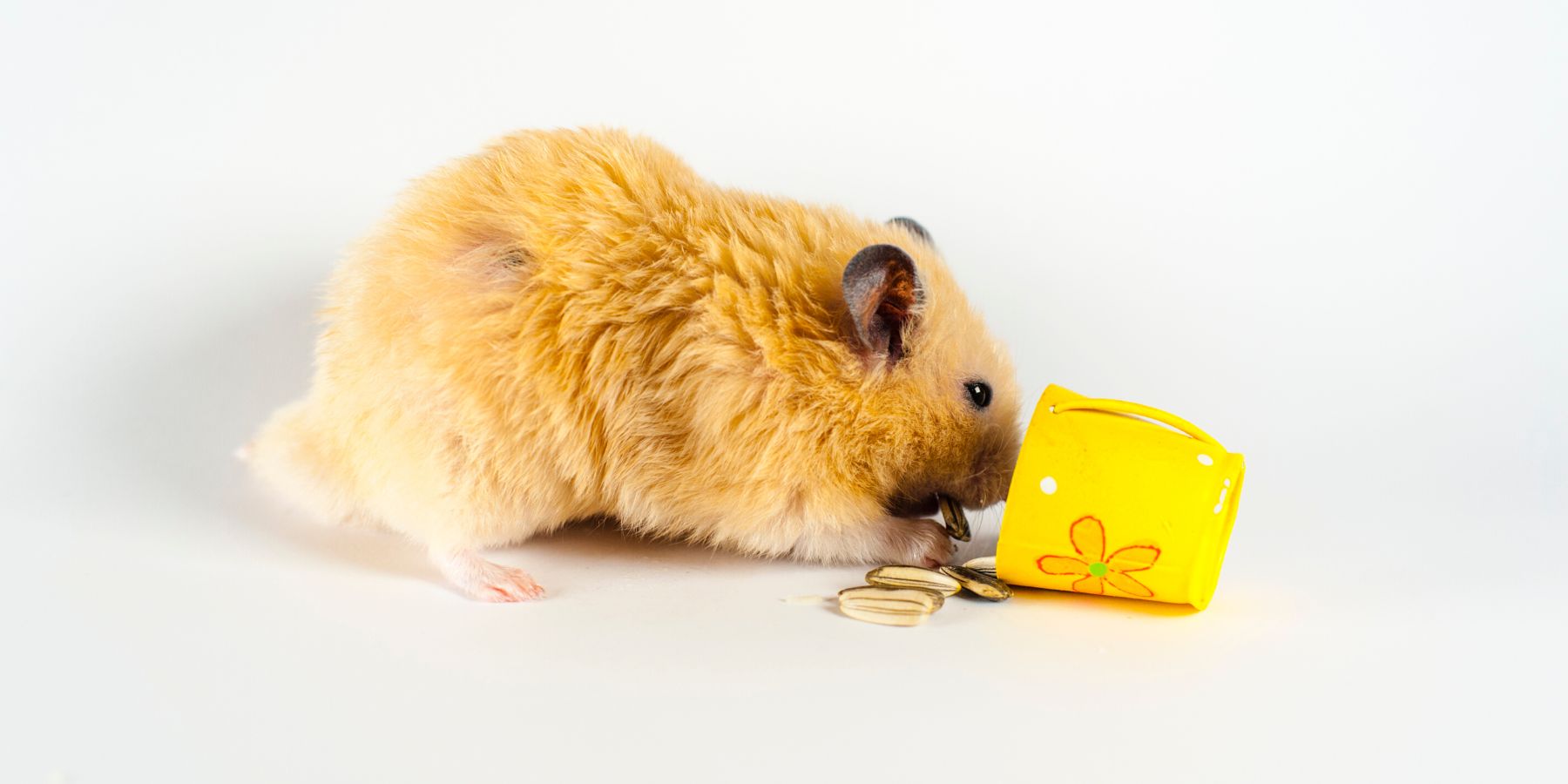 The Best Dwarf Hamster Foods: Nutritional Advice Understanding Dwarf Hamster Dietary Needs