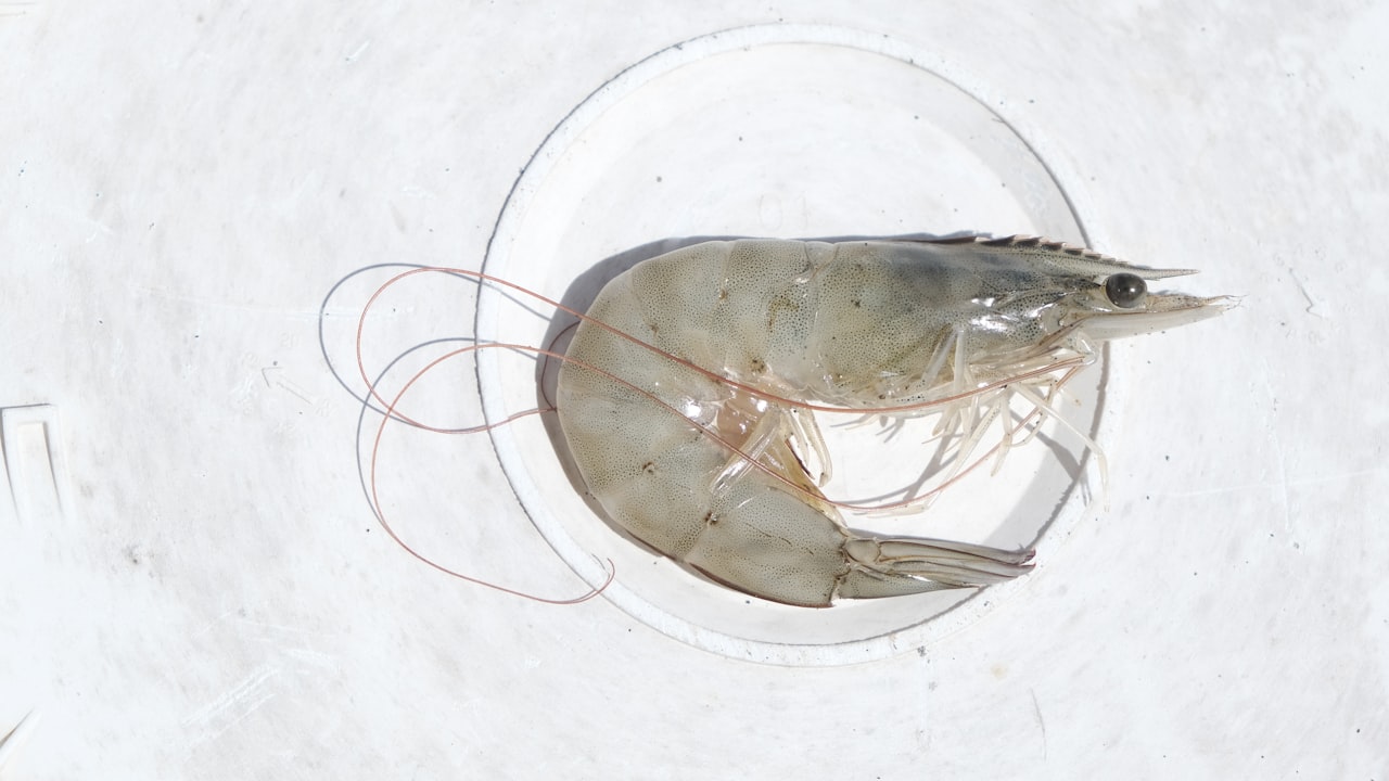 Top Health Benefits of Eating Prawns